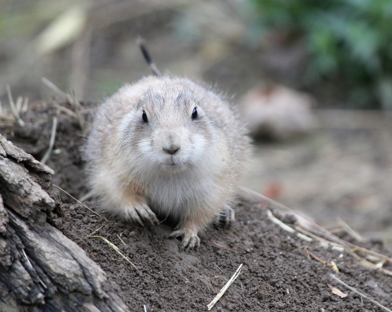 ground, wildlife, vertebrate, animal head, brown, austria, one animal, close-up, land, domestic, eating, animal themes, no people, beaver, animals in the wild