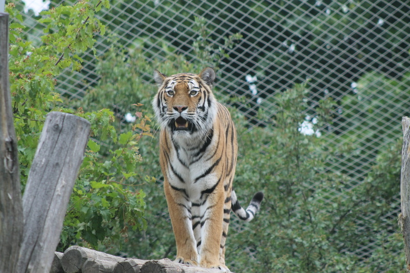 endangered species, fish, animal themes, animals in the wild, wildcat, tiger, one animal, vertebrate, zoo, animals in captivity, outdoors, cat, animal