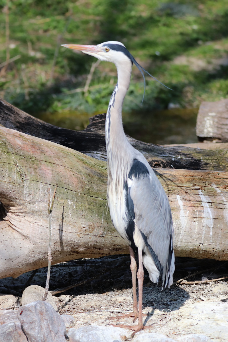 austria, nature, long-legged, jay, grey, zoo schönbrunn, beak, waterfowl, animal, ardeidae, tree, predator, egret, perching, solid, rock - object, water bird