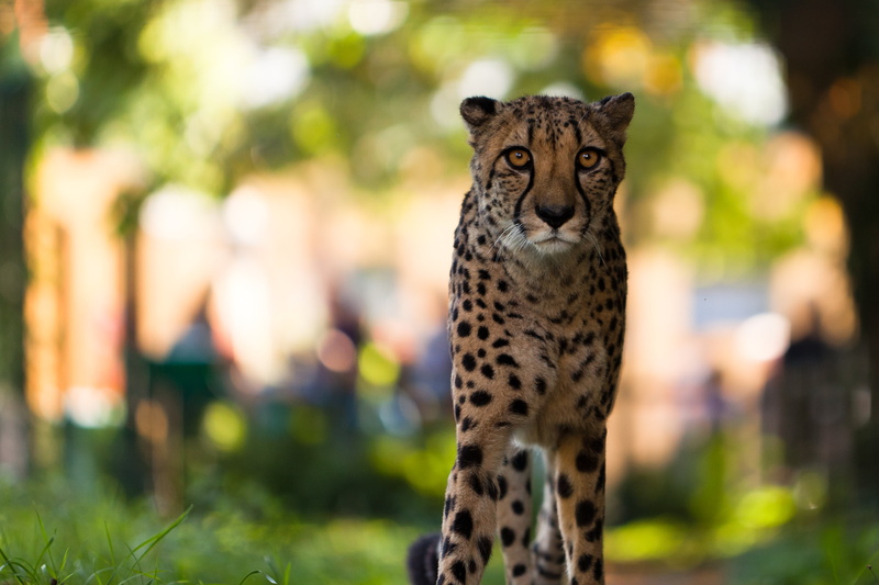 spotted, EOS 5D, savannah, wilderness Area, nature, EF, africa, animals In The Wild, Gepard, safari Animals, 5D MkII, walking on, green grass, jpg, f/2