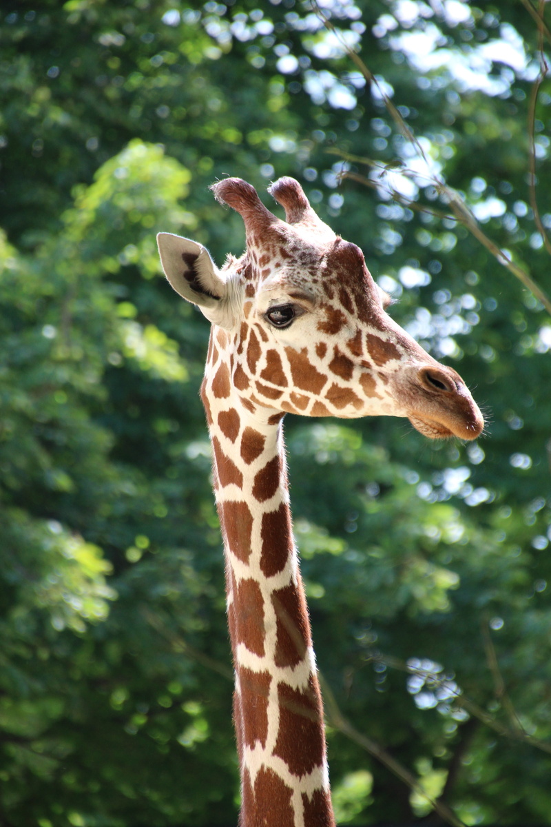 plant, animal head, animal neck, safari, nature, zoo, animal, animal body part, wild animal, tree, outdoors, animal markings, giraffe, day, brown, animal wildlife