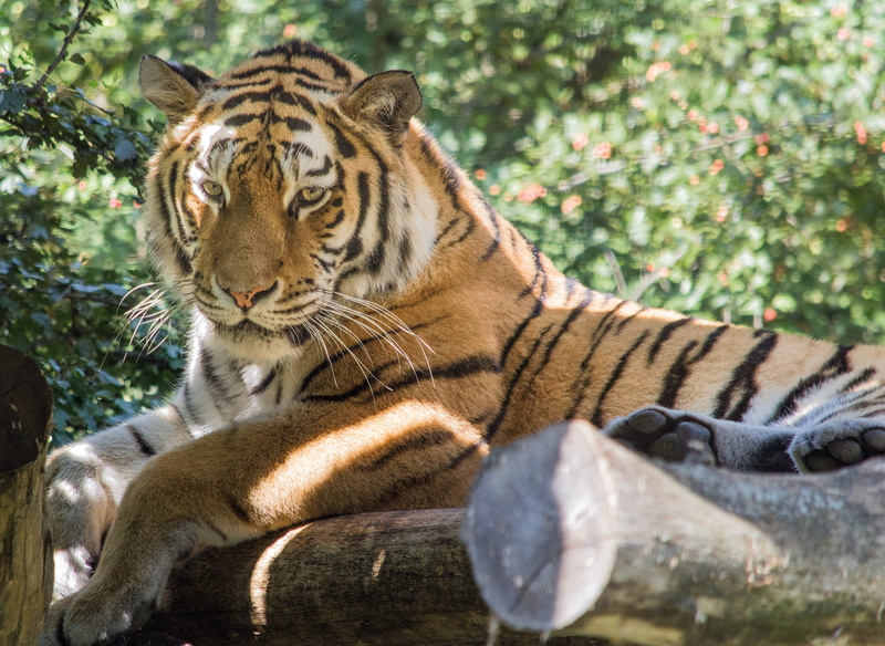 amurtiger, vertebrate, reclining, undomesticated cat, predator, no people, resting, feline, tiergarten, relaxation, animal, schönbrunn, animal world, big cat