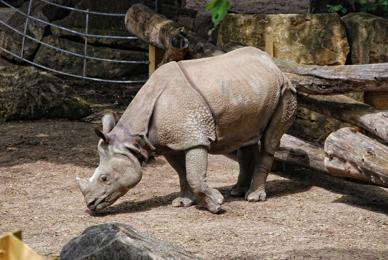 vertebrate, wildlife photography, horned, outdoors, herbivorous, indian rhinoceros, tiergarten schönbrunn, rock - object, mammal, sunlight, one animal