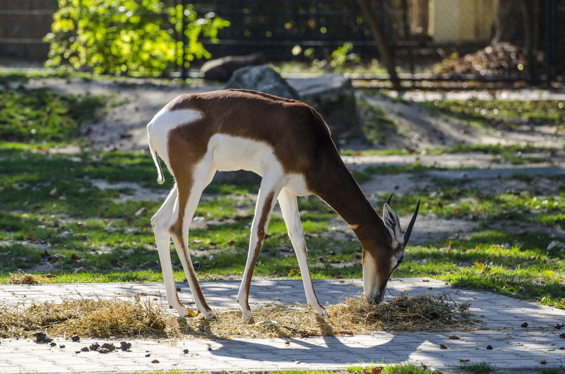 graze, animal wildlife, red deer, animal themes, zoo, gazelle, wildlife photography, no people, domestic animals, sunlight, focus on foreground, outdoors