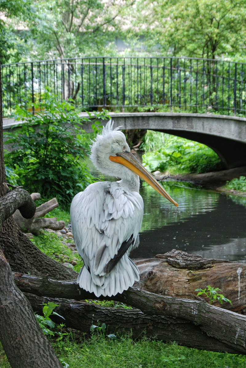 nature, bridge, water, plant, beak, full length, tree, lake, pelikan, day, beauty in nature, animal wildlife, schönbrunn, forest, vertebrate, one animal