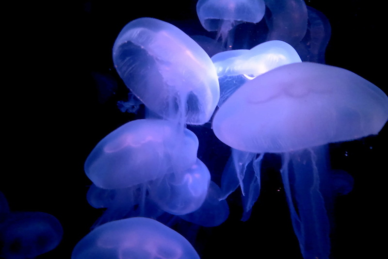 animal themes, vienna, 1080P, swimming, schönbrunn, jellyfish, animals in the wild, tiergarten, group of animals, sea, animals, underwater, purple, zoo