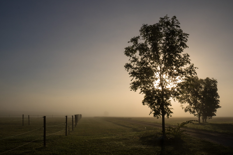 s18, mist, Misty, lens, noontime, exif, grass, geo, tree, meadow, 5K, morning, HFF, camera, geo:location, scenics, canon, no People, photography, Söderslätt