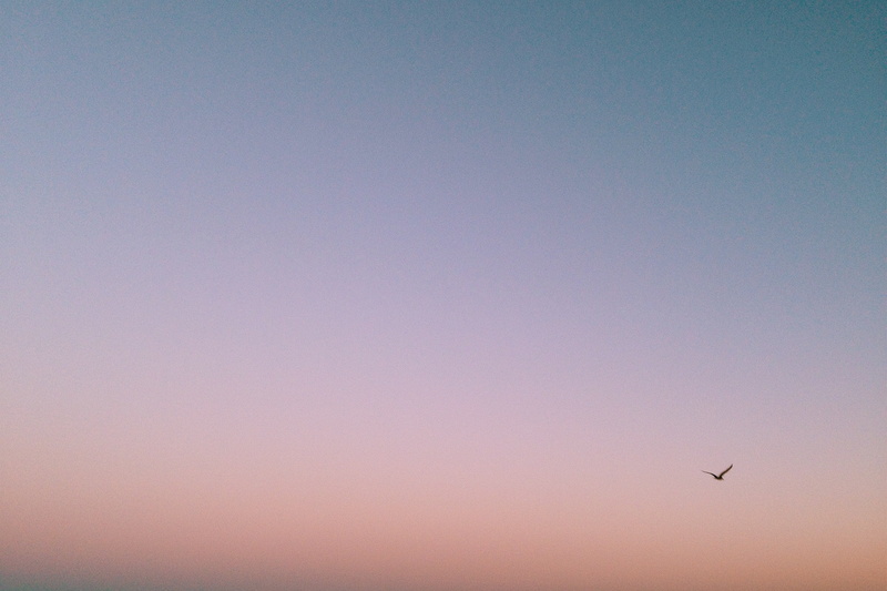 animal, no people, photo, low angle view, animal wildlife, animal themes, sunset, one animal, sky, nature, noontime, 2K, transportation, beauty in nature