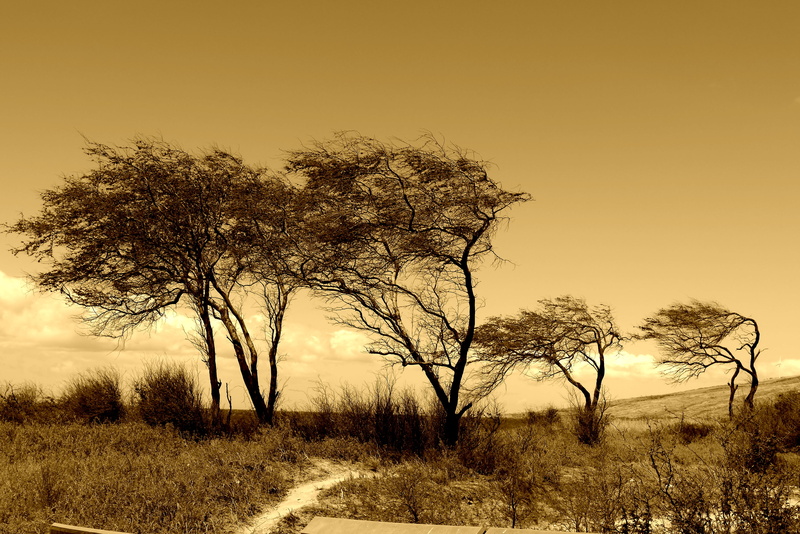 tree, landscape, sepia, beach, Vario, 4K, Windblown, photography, Maui, noontime, Lumix G3, OIS, outdoors, Trees, clouds, nature, ocean, Hawaii, John Morgan