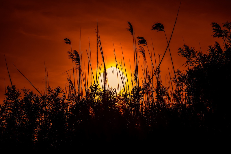 tranquility, growth, outdoors, rural, silhouette, sunset, beauty in nature, photo, 5K, tranquil scene, romantic sky, non-urban scene, noontime, land, idyllic