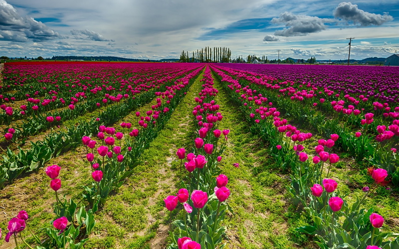 1080P, Tulip, Flowers, Field, Red, Sky, Clouds