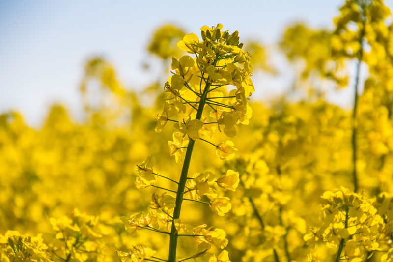 flowers, oilseed Rape, springtime, plant, yellow, flower, Up close, photo, rape seed, 5K, summer, shallow, focus, Raps, rural Scene, shallow focus, canola
