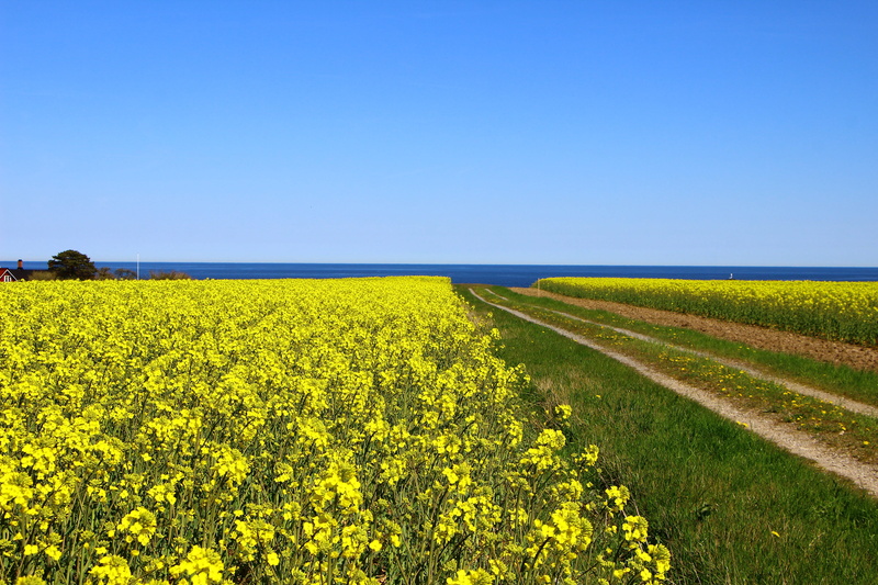 growth, tranquil scene, springtime, rural scene, land, environment, scenics - nature, tranquility, flowering plant, yellow, oilseed rape, sweden, sky, no people