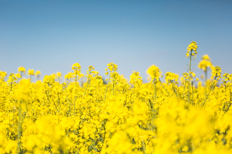 scenics - nature, blue, Rapeseed, oilseed Rape, beauty In Nature, flower, flowering plant, farming, land, crop, sky, flowers, day, yellow, fields, oil seed rape