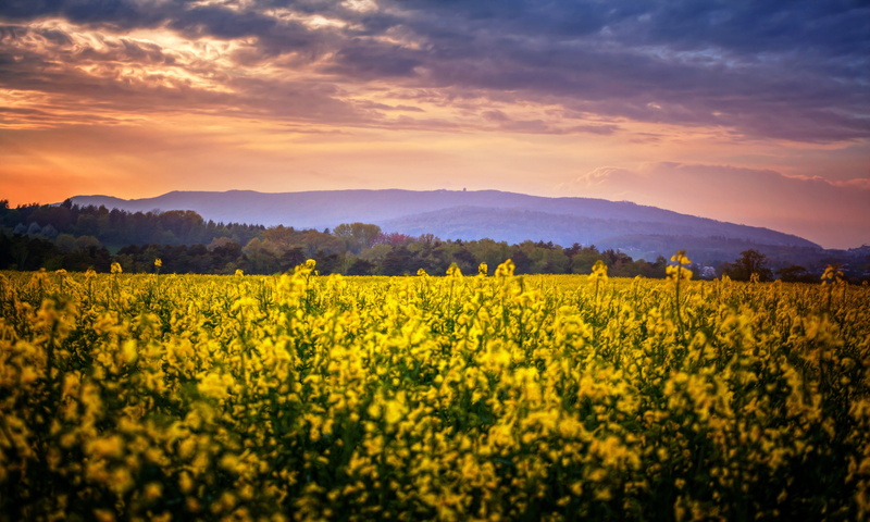 field, farm, clouds, yellow flower, 5K, scenics - nature, no people, flowering plant, sunset, landscape, tranquility, oilseed rape, plant, growth, land