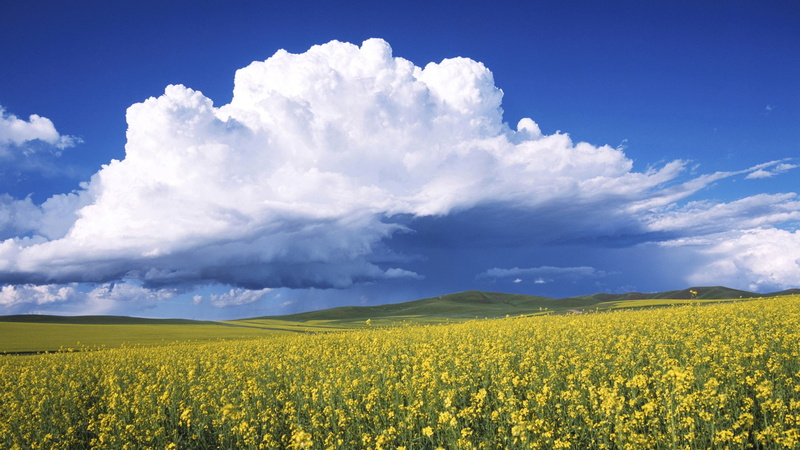 nature, flower, agriculture, freshness, oilseed rape, springtime, sky, flowering plant, environment, tranquility, no people, yellow, tranquil scene, rural scene