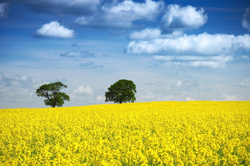 flowerbed, horizon, blue, rural, landscape, outdoors, rural scene, land, springtime, agriculture, scenics - nature, oilseed rape, field, crop, tranquil scene