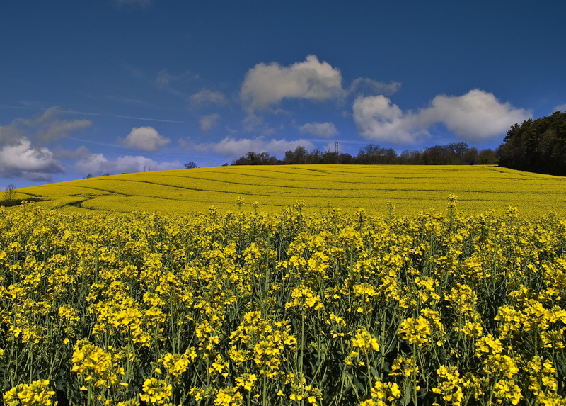 farmers field, Merstham, outdoors, nature, agriculture, field, sky, grass, surrey, rural Scene, landscape, flower, flickr, summer, yellow, spring, Yellow spring