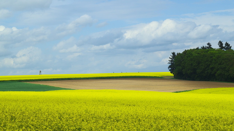 plantation, spring, tree, grass, trees, growth, field, plant, clouds, agriculture, tranquil scene, rural scene, beauty in nature, oilseed rape, environment