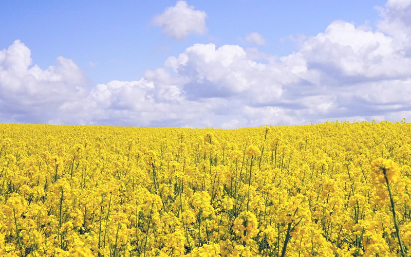 scenics - nature, field, rural scene, no people, nature, tranquility, jeju, 4K, land, tranquil scene, environment, yellow, nari, springtime, agriculture