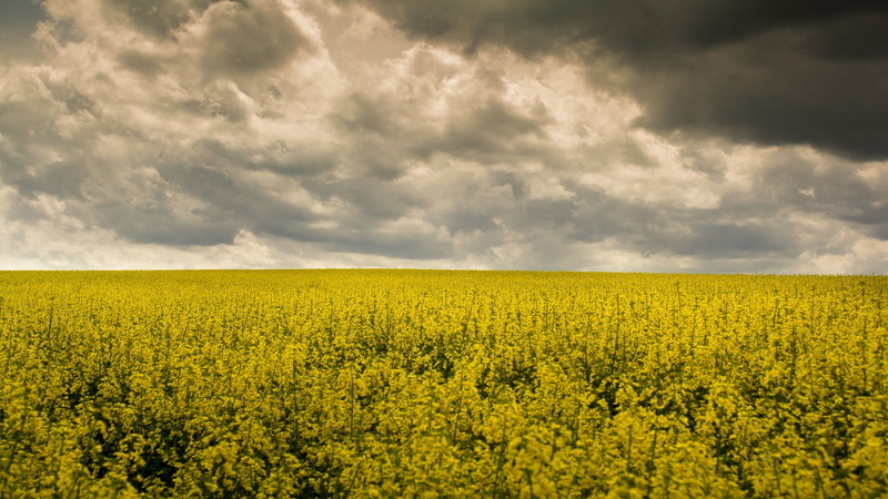 environment, crop, plant, horizon over land, 1080P, agriculture, sky, cloud - sky, oilseed rape, flower, no people, freshness, beauty in nature, petaled