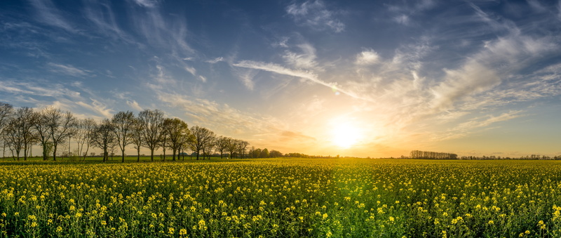 cloud - sky, crop, clouds, no people, 8K, environment, field of rapeseeds, blossom, rapeseed oil, sunset, landscape, photography, green, panorama, grassland