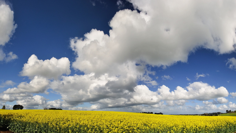 oilseed rape, landscape, flower, nature, rural scene, green, field, sky, agriculture, yellow, plantation, growth, plant, beauty in nature, cloud - sky