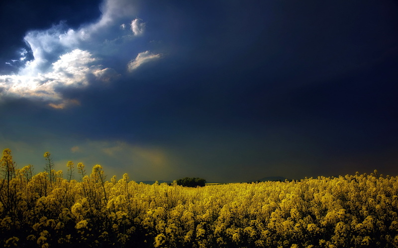 flowers, landscape, freshness, beauty in nature, growth, plant, flower, Rapeseed, no people, idyllic, 2K, oilseed rape, environment, clouds, field, flowering plant