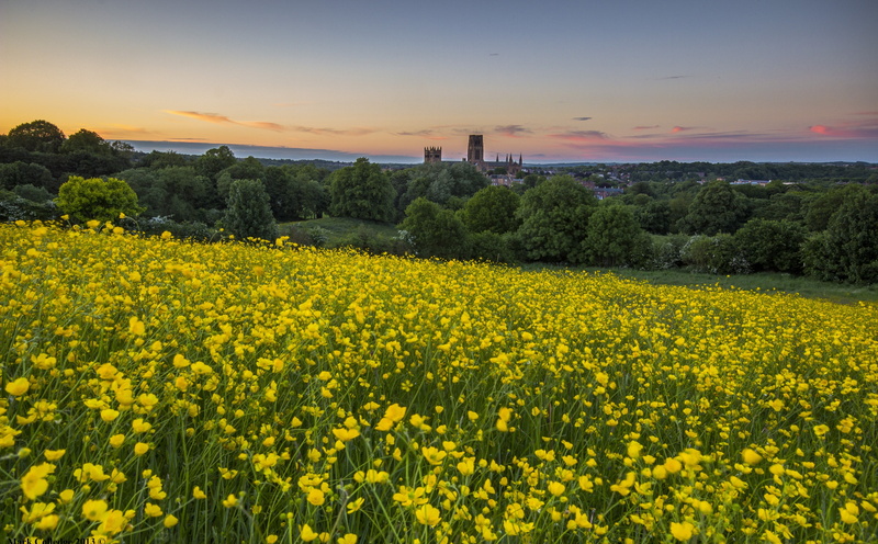 flower, tree, agriculture, scenics - nature, tranquility, buttercup, rural scene, sky, 5K, environment, rapeseed, no people, tranquil scene, buttercups