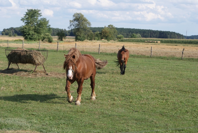 vertebrate, field, the horsehead nebula, domestic animals, paddock, land, pets, group of animals, nature, landscape, fodder, horses, poland village, pasture land