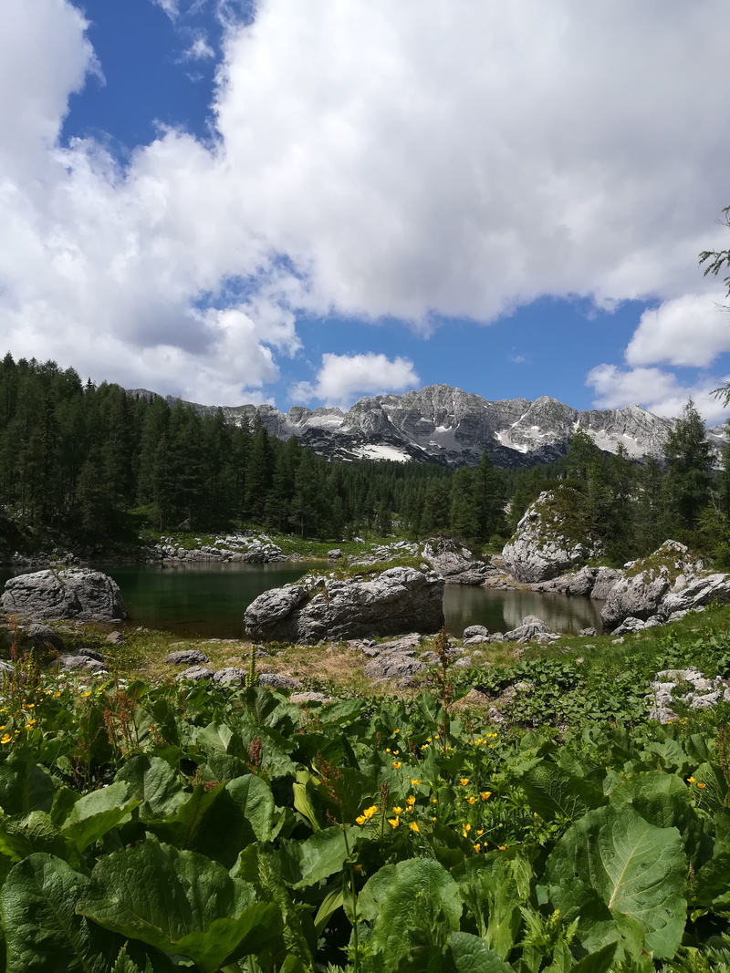 fir, day, landscape, outdoors, spruce, sky, blossom, water, hiking, conifer, no people, scenics - nature, trees, 4K, lake, non-urban scene, mountains