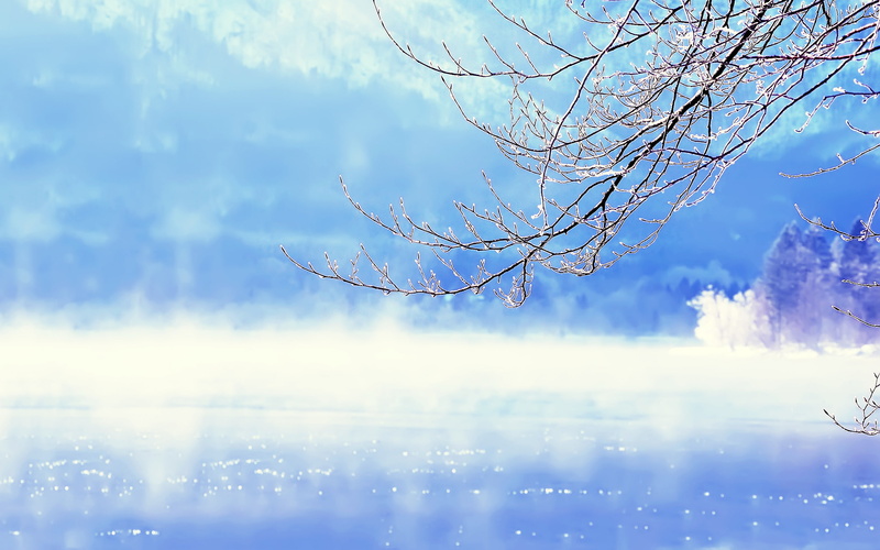 winter, Lake Bohinj, snow, tree, branches, lake, 2K, Slovenia, water