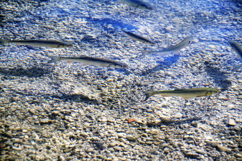 animal, day, lake bohinj, 5K, fish, mountain lake, clear water, full frame, trout, slovenia, vertebrate, clean water, marine, beach, bohinj lake, close-up