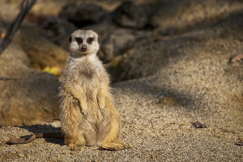 outdoors, slovenia, closeup, sand, looking, animal, animal wildlife, security staff, full length, bokeh, meerkat, standing, mammal, photo, 2K, ljubljana
