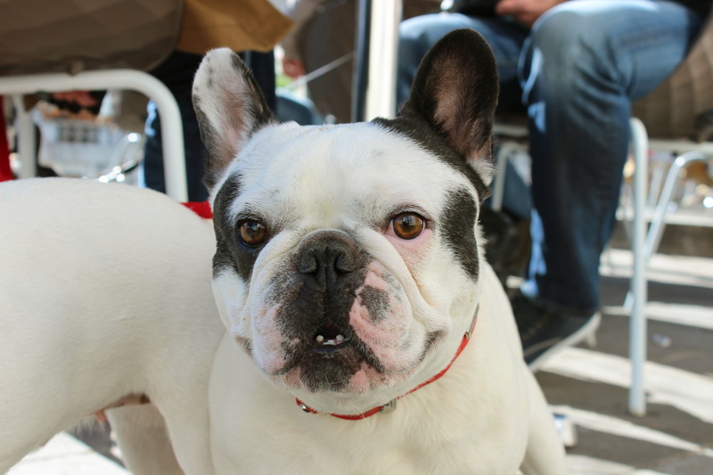 saywoof2me, close, pets, white color, day, 5K, looking at camera, dog, focus on foreground, black and white, french bulldog, canine, domestic animals