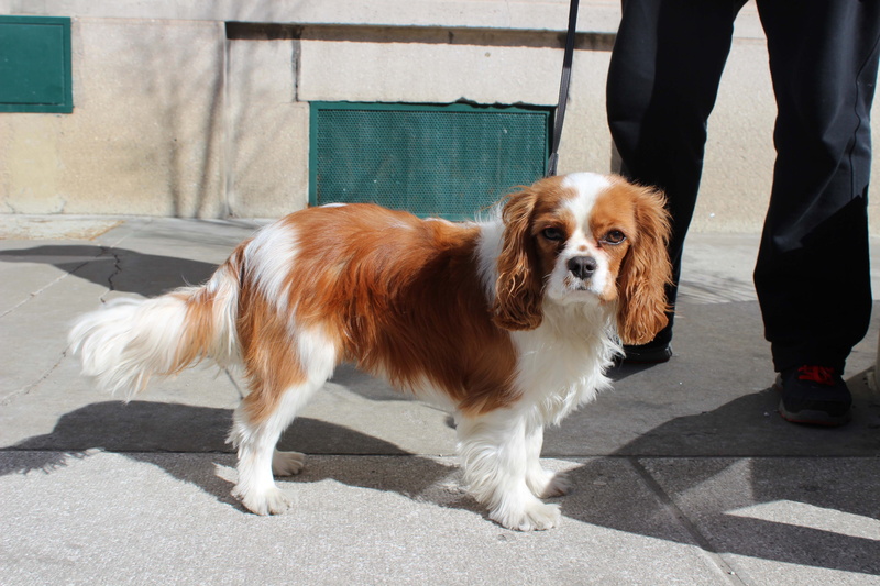 real people, eyes, cavalier king charles spaniel, 5K, sunlight, shadow, saywoof2me, one animal, close, vertebrate, low section, standing, slovenia, outdoors