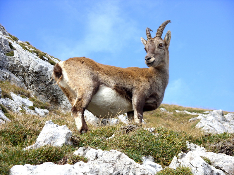 time, day, mammal, standing, wild, no people, low angle view, goat, animal themes, mountain, rocks, animals in the wild, ibex, nature, snow, vertebrate