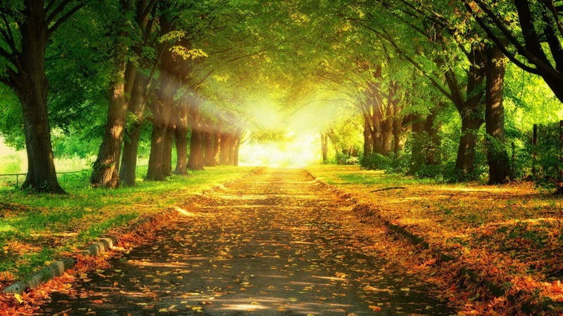 tranquility, wonderfull nature hd  1920x1080, diminishing perspective, day, plant, nature, direction, no people, footpath, dirt, growth, forest, road, tree canopy