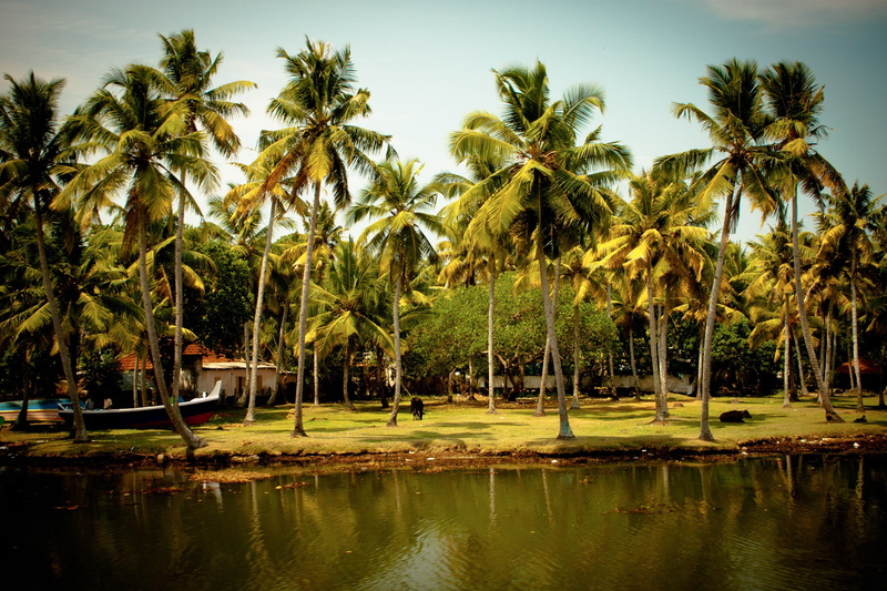 beauty In Nature, growth, land, tropical Climate, scenics - nature, swimming pool, tranquil Scene, plant, surrounded, coconut palm tree, South India, day