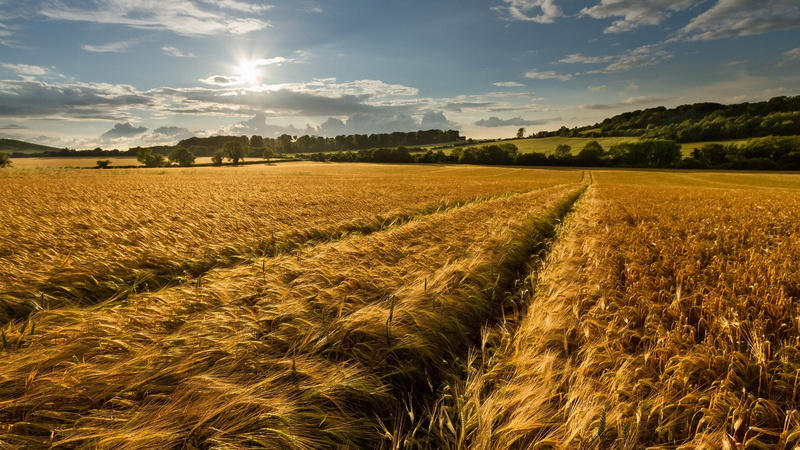 growth, cloud - sky, farm, tranquil scene, tranquility, agriculture, no people, scenics - nature, landscape, plant, 1080P, outdoors, land, cereal plant