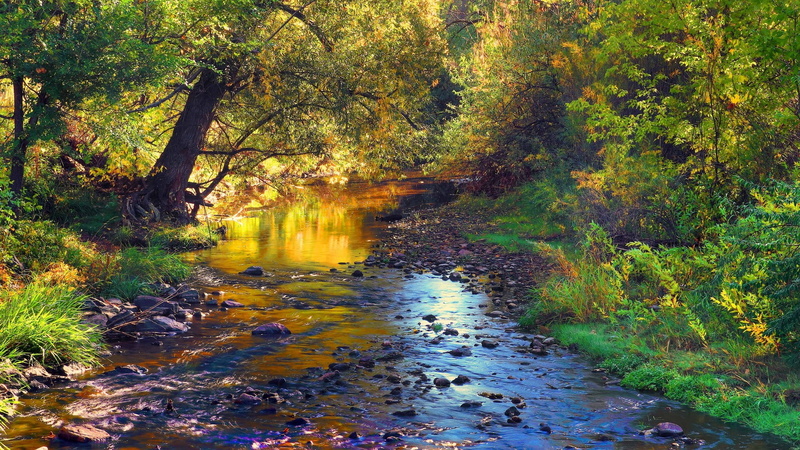 1080P, woodland, plant, day, tree, green color, growth, scenics - nature, outdoors, idyllic, no people, flowing, forest, flowing water, beauty in nature
