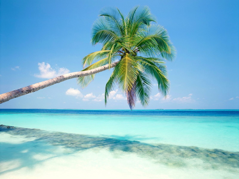 Blue, 720P, Tree, Coconut, Beach, green