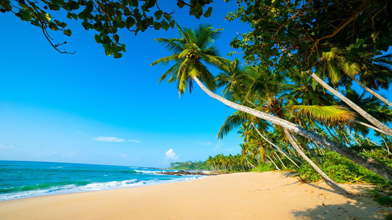  photo, 1080P, lanka, blue, arugambay, sandy, trees, sky, exoctic, beaches, palm, waters, hd, sri