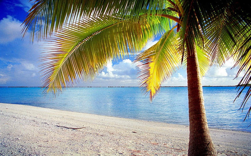 tranquil scene, palm trees, land, sky, 720P, French Polynesia, no people, sand, yellow, island, clouds, coconut palm tree, leaf, beauty in nature, idyllic