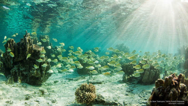 Ocean Life, sea, life, tahiti, french, 2K, teahupoo, near, polynesia