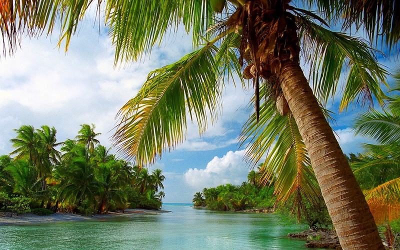 palm, trees, tropical, beach, vacations, french, polynesia, palm trees, 1500x938, landscape, 720P, nature, french polynesia