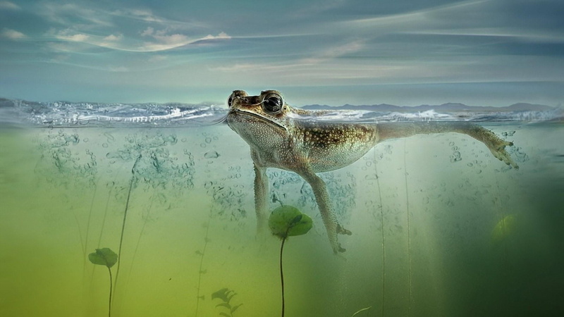surface, swim, photography, float, frog, water, bubbles, rest, 1080P, pond, lake, underwater, floating