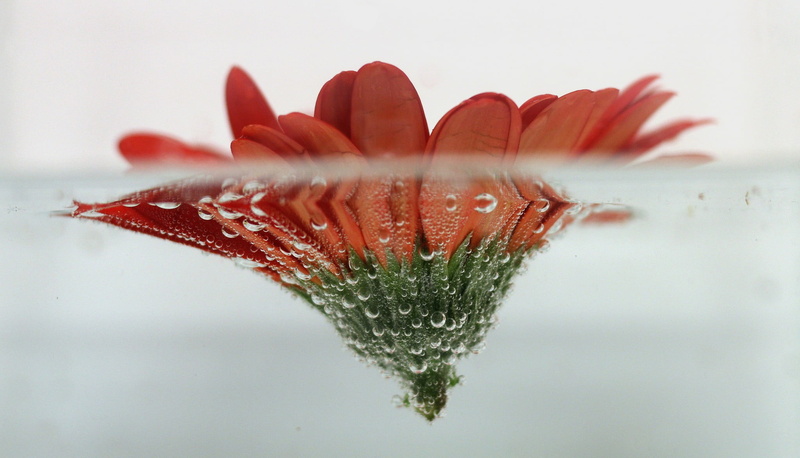 petal, freshness, snowing, plant, close-up, bubbles, dew, red, photography, flower, no people, daisy, cold temperature, floating, focus on foreground, flowers