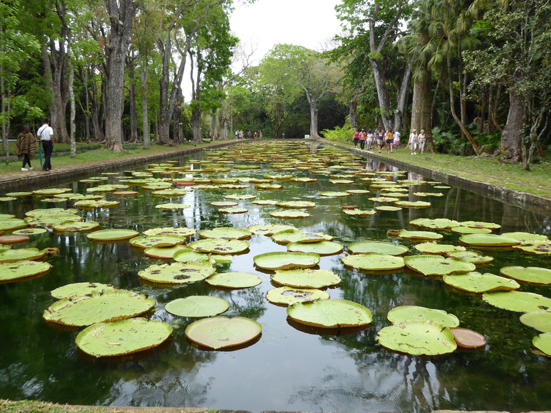 pond, nature, no people, water lily, Waterlilies, Mauritius, lotus water lily, reflection, day, leaf, growth, plant part, giant waterlilies, tree, pamplemousses botanical garden