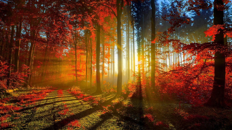 forest, autumn collection, non-urban scene, tranquility, growth, orange color, plant, trunk, land, woodland, autumn, beauty in nature, sunlight